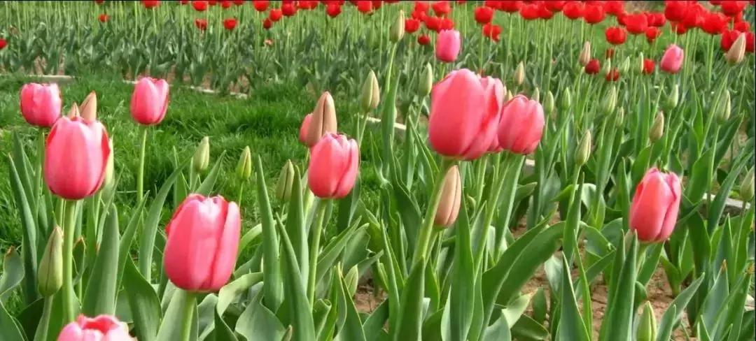 「“孝”感天下情润山水」安陆，一座让你流连忘返的城市！