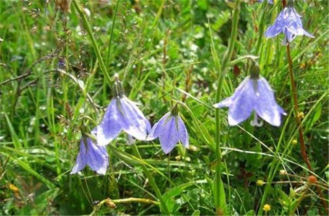 轮叶沙参日晒法,沙参种植技术