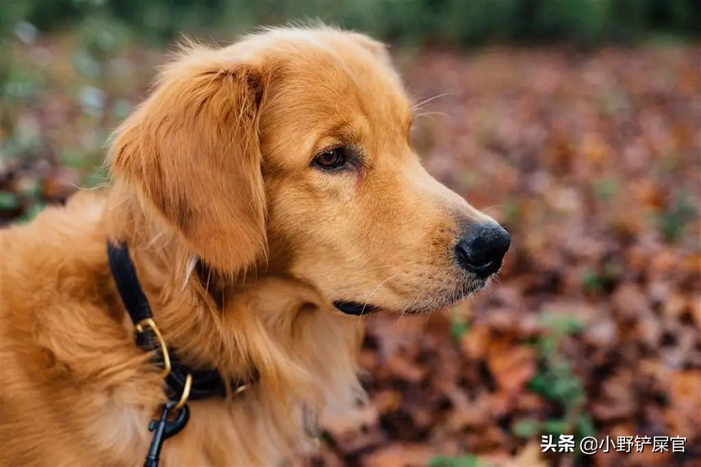 盘点金毛犬的优点和缺点,金毛欢迎光临