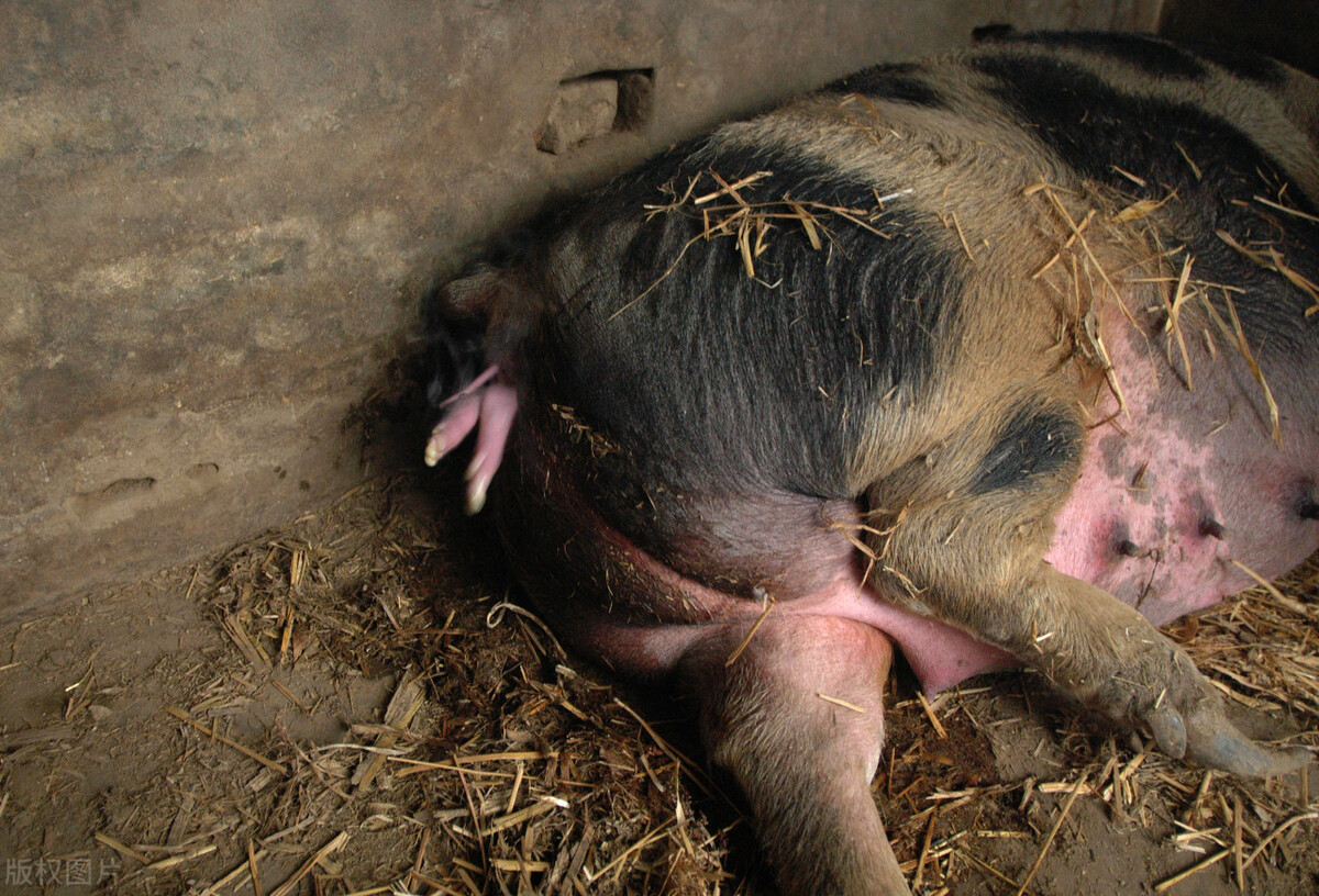 猪场用缩宫素有什么危害,缩宫素什么时候给猪用最好