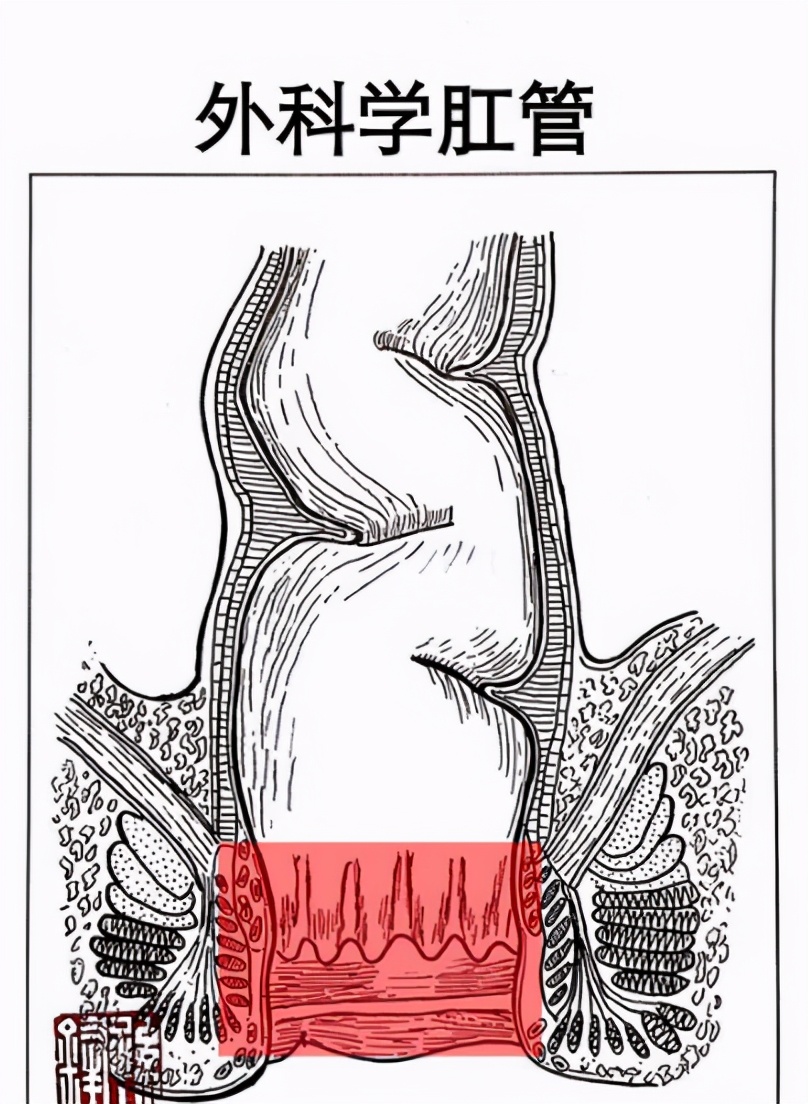 肛肠科那些事儿：杨大夫带你进入神秘的后门儿