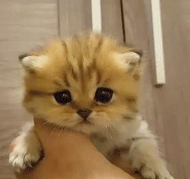 把一只小猫养大会很有感情吗,把一只小猫养大