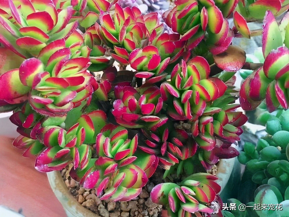 小天狗天狗之舞多肉区别,多肉小天狗跟天狗之舞的区别