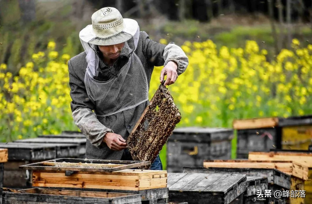 涔℃潙鎸叴铚滆渹鍙戝睍,铚滆渹鍔╁姏涔℃潙鎸叴
