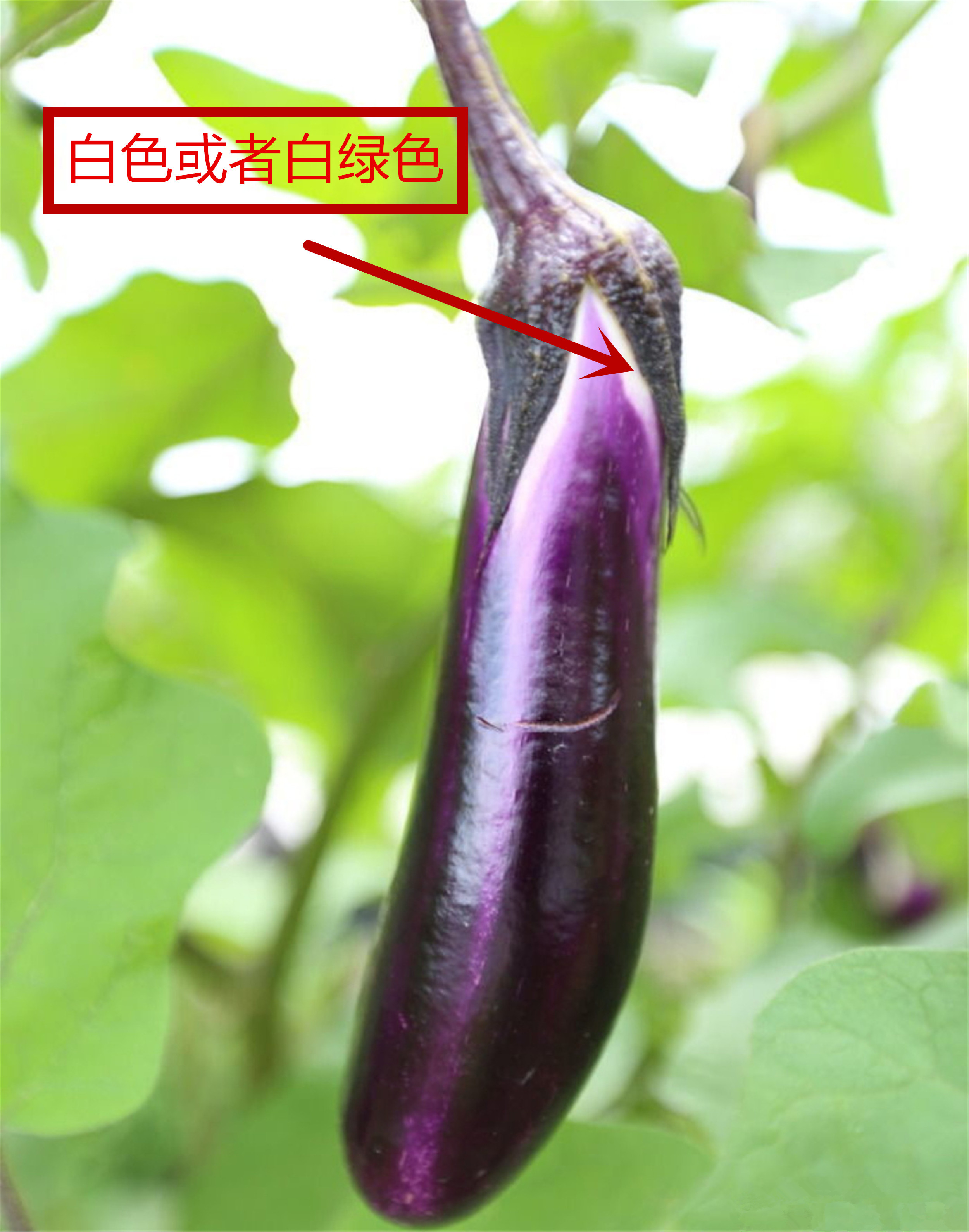 买茄子挑弯的还是直的,如何辨别茄子的成熟度