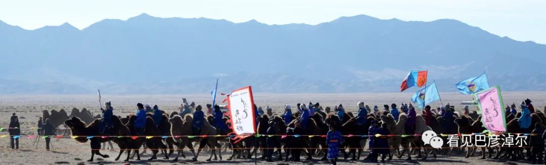 戈壁红驼，乌拉特草原上的珍珠