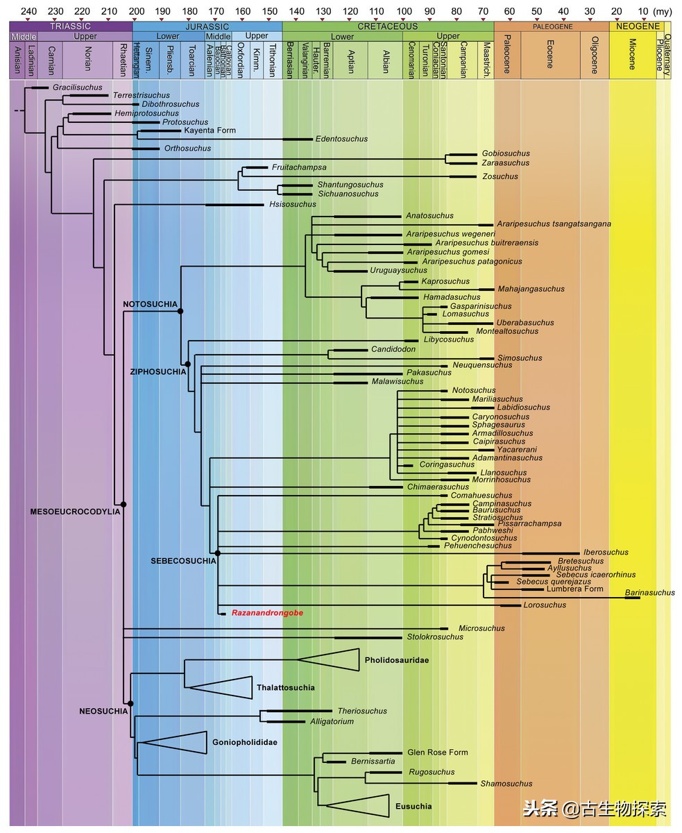 史前巨鳄陆地速度排行榜,史前巨鳄一排一排的从小到大