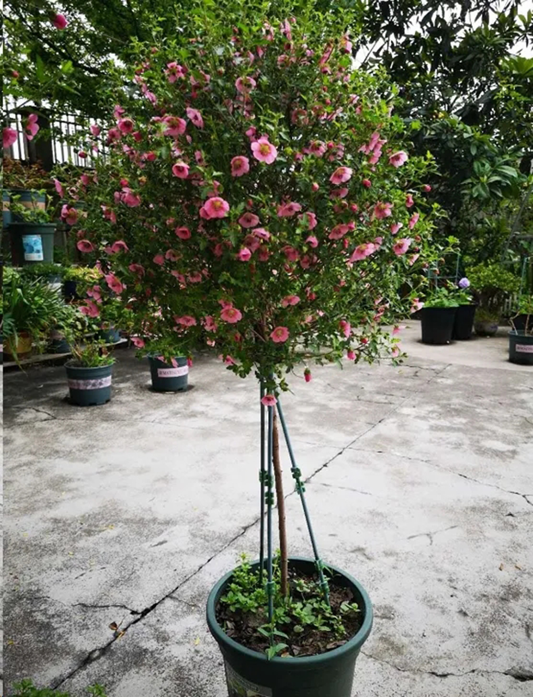 棒棒糖月季现在需要剪枝吗,种植棒棒糖