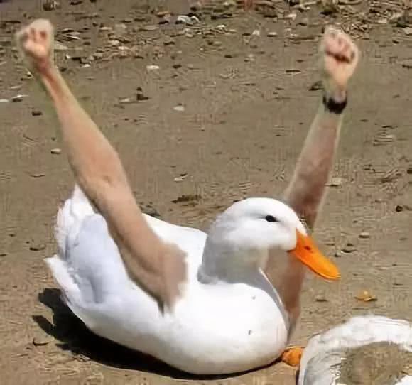 奇葩新闻大全爆笑合集,各种奇葩新闻笑死人