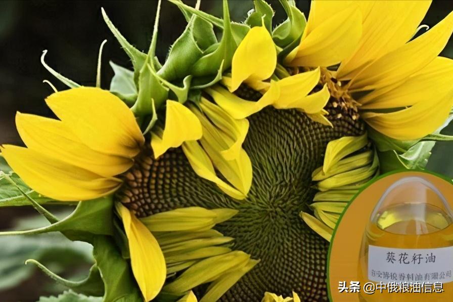 俄罗斯顿河葵花籽油,葵花籽油菜籽油俄罗斯