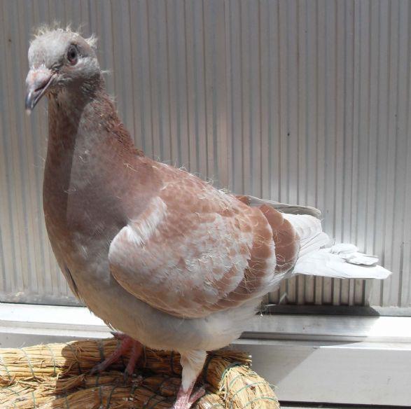 养鸽如何引来更多天落鸽,养鸽技巧小鸽子防被打