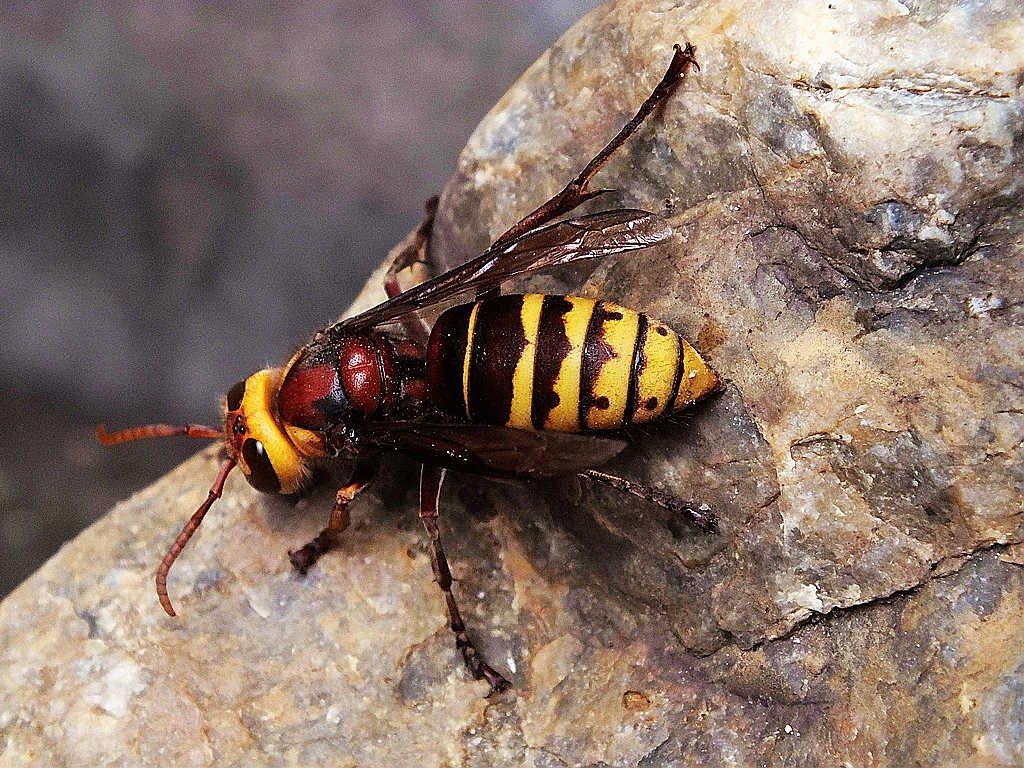 大黄蜂入侵,大黄蜂入侵法国
