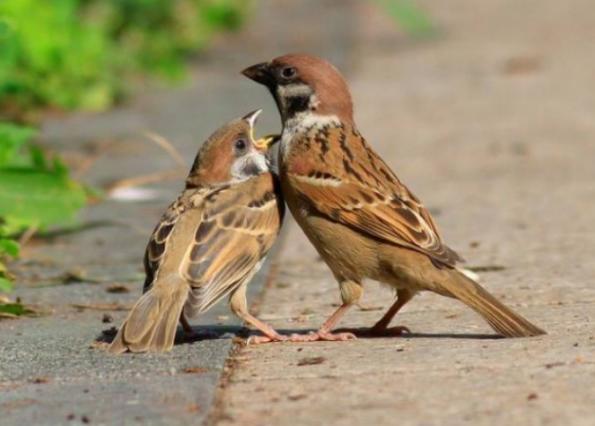 捡来的二级保护动物可以养吗,捡来的麻雀喂不活