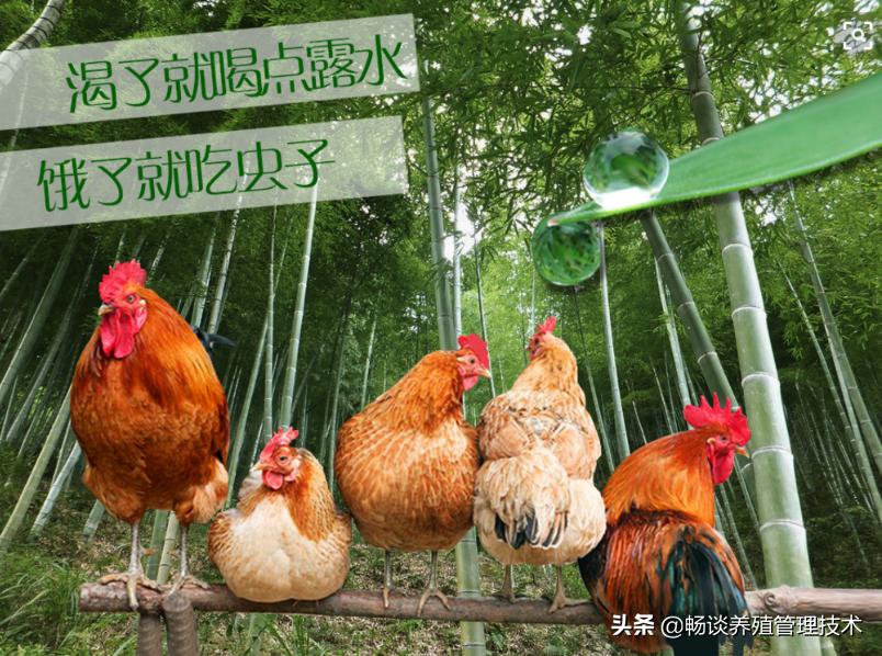 散养鸡养殖技术和管理视频,散养鸡技术与养殖技巧大全