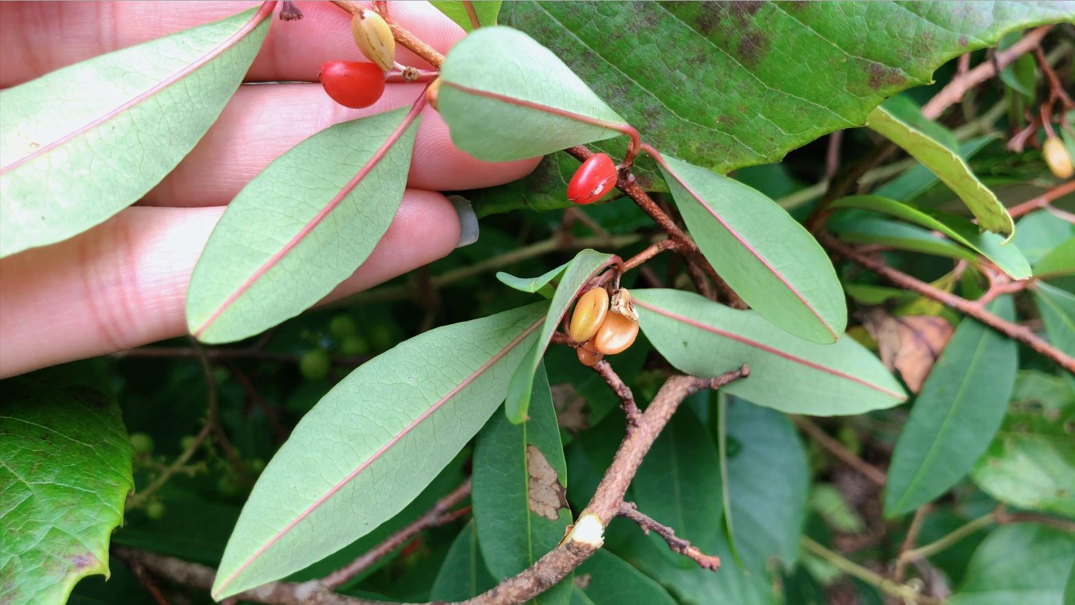 东方古柯看着不起眼，叶子却有大用途！山里碰到别不认识当柴砍了