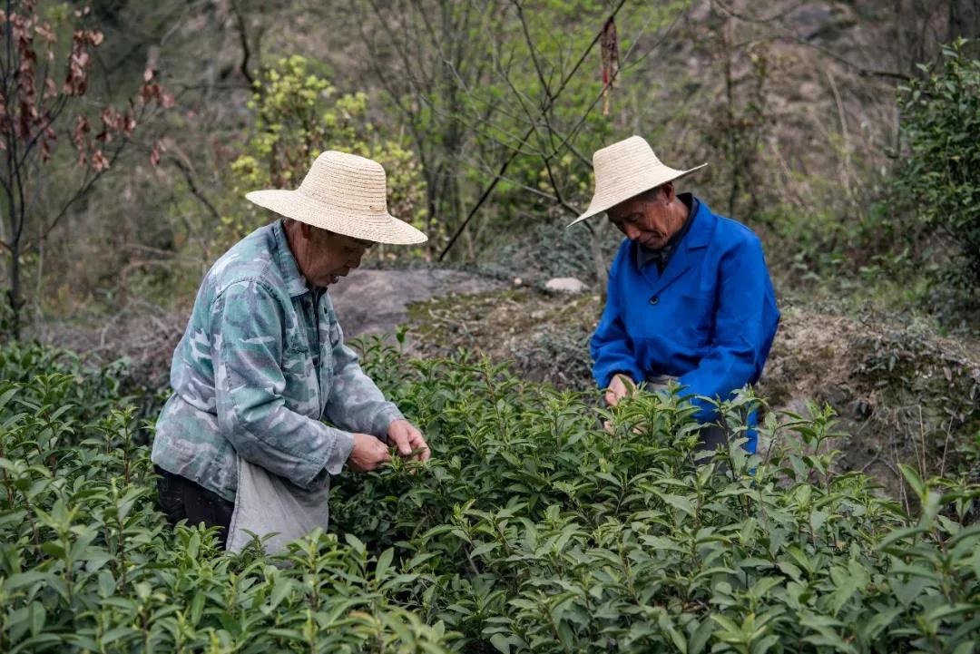 这样生活的九华土著，才是真正的人生赢家