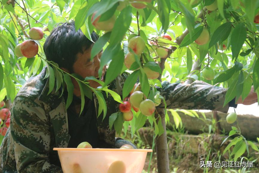 高堡油桃,红寺堡油桃采摘