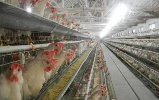 蛋鸡相互啄毛有什么方法解决,养鸡互啄怎么办