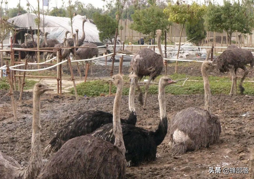 2022年适合农村创业的十大项目,未来农村三大创业机会