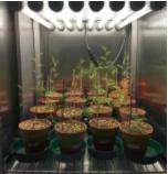 植物生长箱的应用,植物生长箱选择