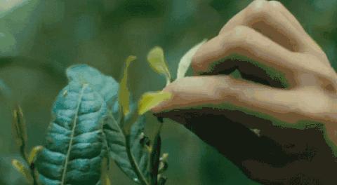 普洱茶品饮杂谈,绿茶各种茶类介绍