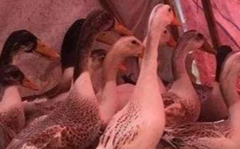 青料养鸭技术与鸭病的防治,养鸭如何防治感冒