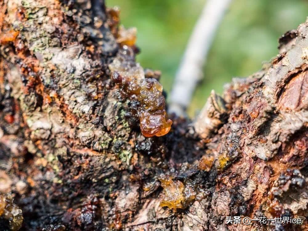 桃树上这种“煤渣”,过去农村娃当糖吃,如今30元一斤成稀罕货