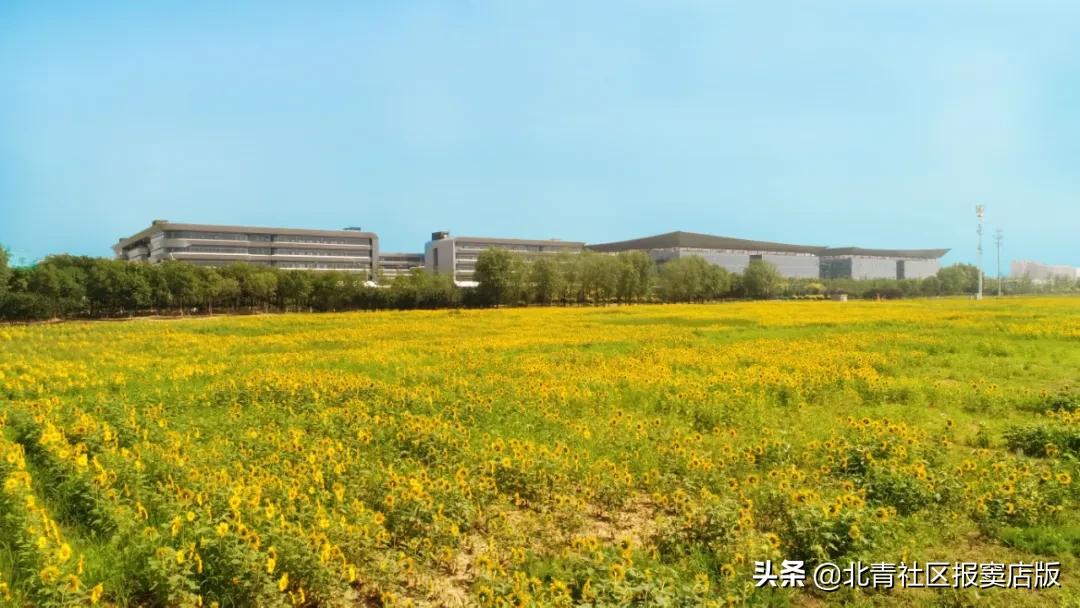 千亩向日葵游玩,百亩向日葵花海免费赏