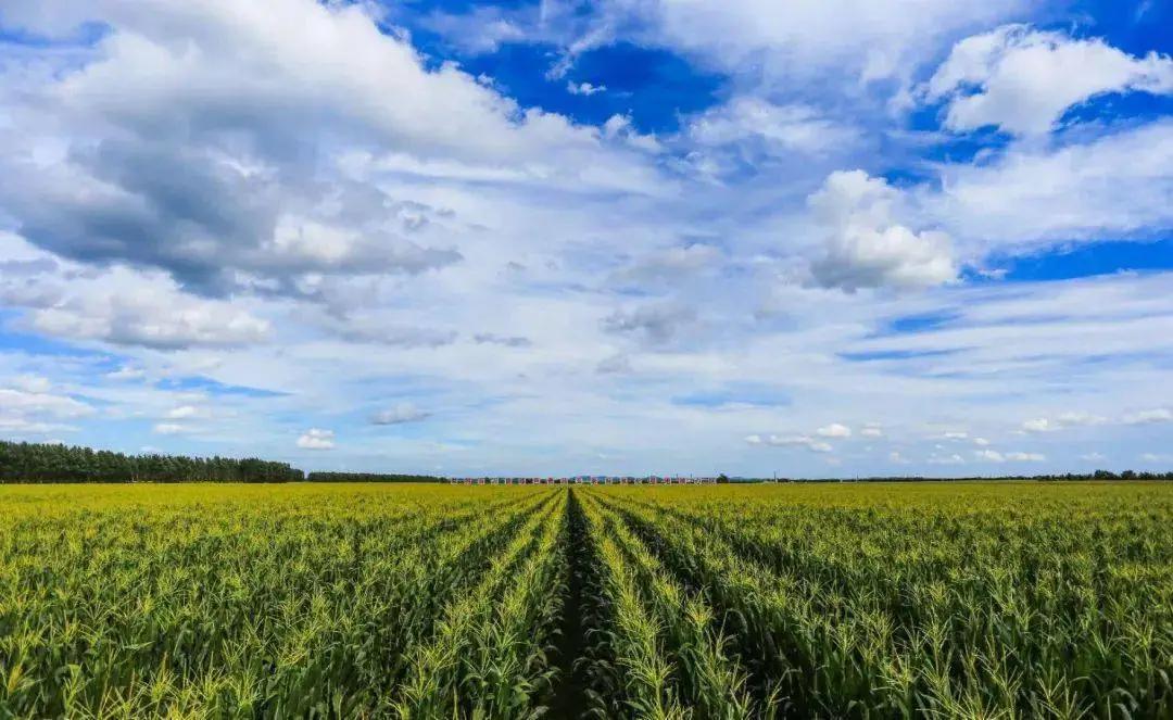 大熊猫这么可爱大家喜欢它吗,耕地中的大熊猫吃什么