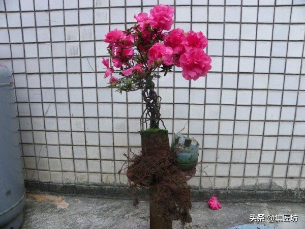 杜鹃斜飘式盆景制作过程,杜鹃盆景10种造型法