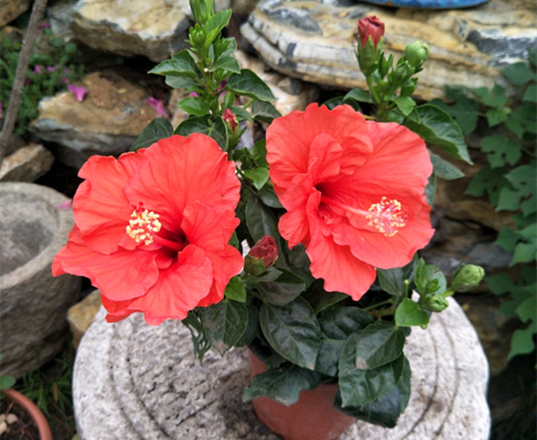 人养花一时养人一生,人养花同时花也养人