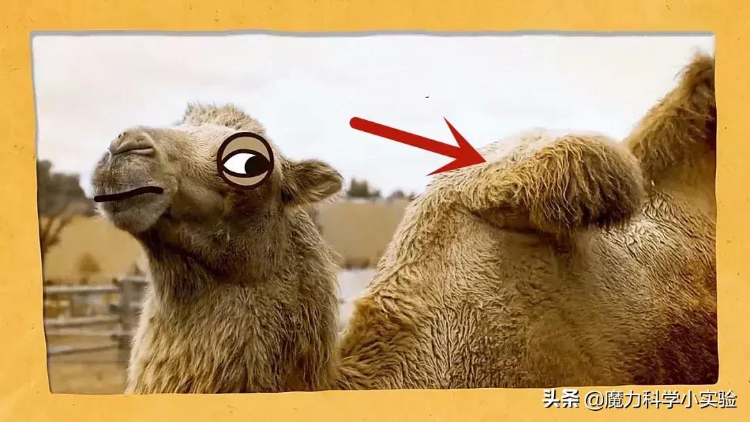 原来骆驼驼峰里的不是水,而是其他物质,那水藏哪去了?