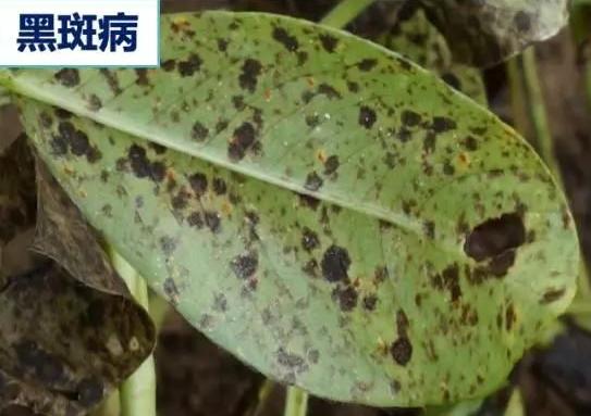 花生黑斑最佳治疗方法,花生黑斑病