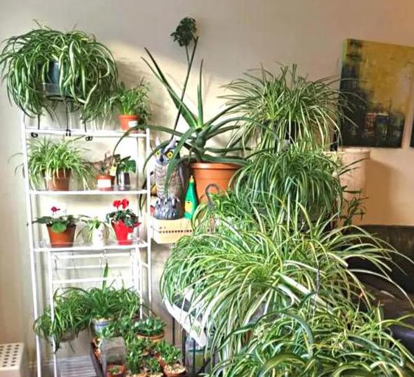 五种植物最能净化空气除甲醛,甲醛克星植物大全