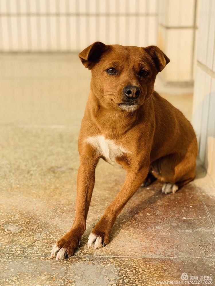 手机拍洛阳,涧西牡丹广场老照片