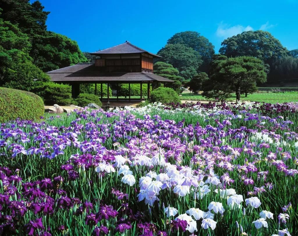 少女体香是什么意思,因为体香被搭讪