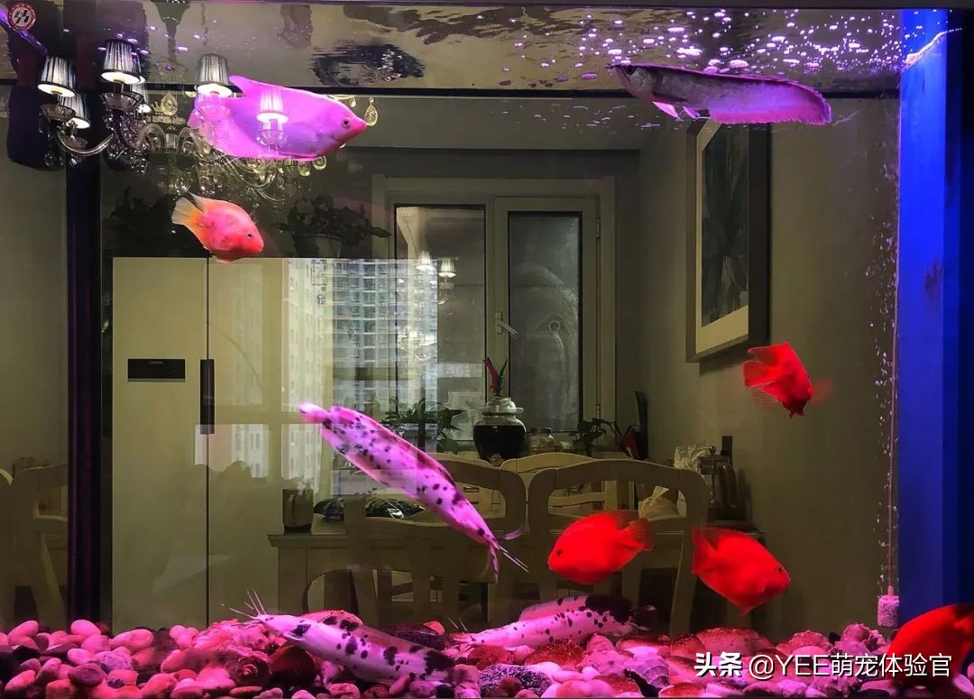 小丑武士鱼养的时候要注意什么,观赏鱼小丑武士什么状态比较正常