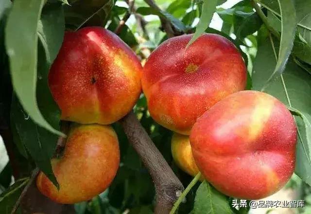 黄蟠桃和黄油蟠桃哪个更好,黄油蟠桃2019