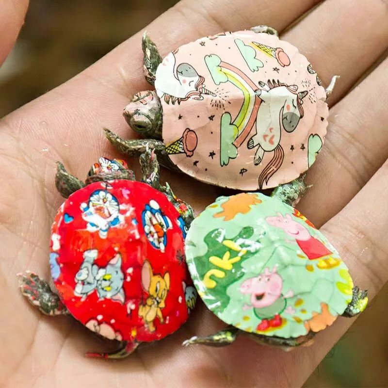 小狗被染色,给可爱小狗染色