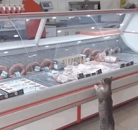 去土耳其当猫好吗,在土耳其做一只幸福的猫