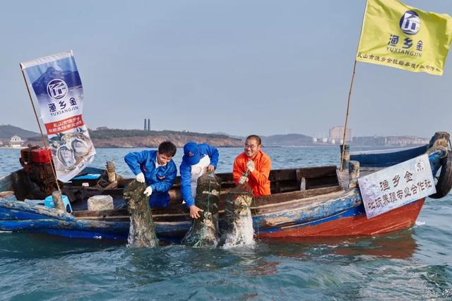乳山生蚝和普通生蚝的区别10斤装,乳山生蚝鲜活特大生蚝