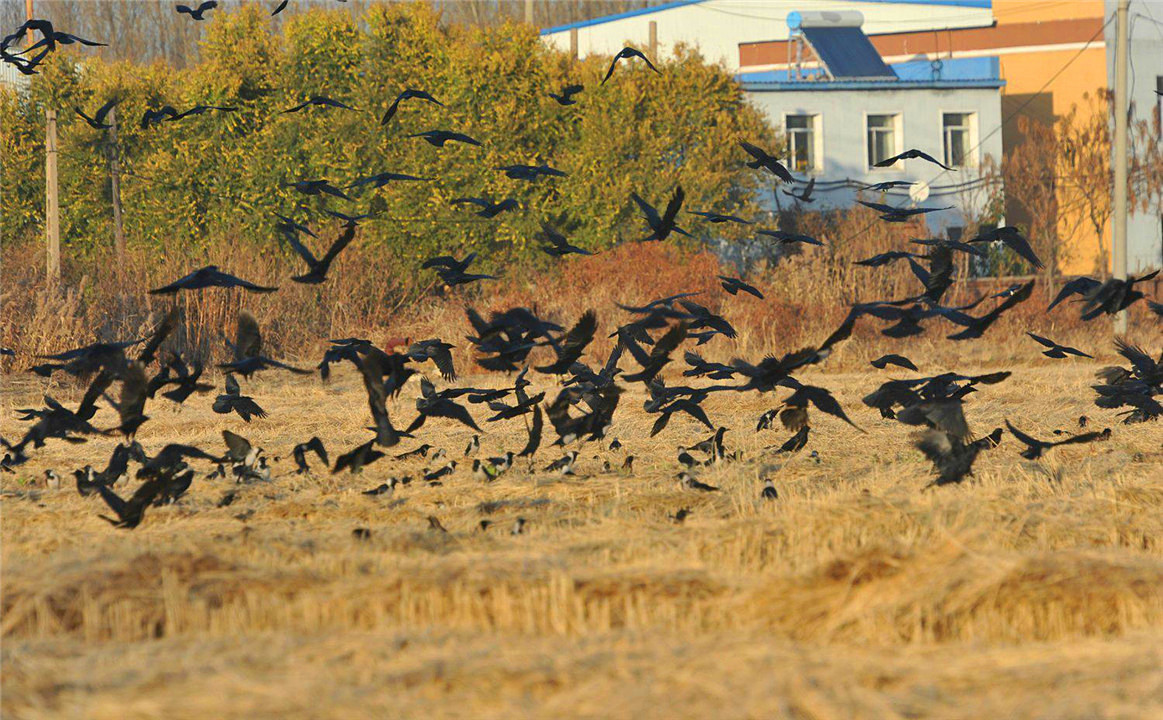 乌鸦为什么能预测凶兆,乌鸦真的是鸟类中智商最高的存在
