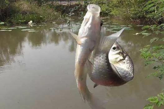 钓鱼钓双尾的原因有哪些,野钓黄尾多怎么解决