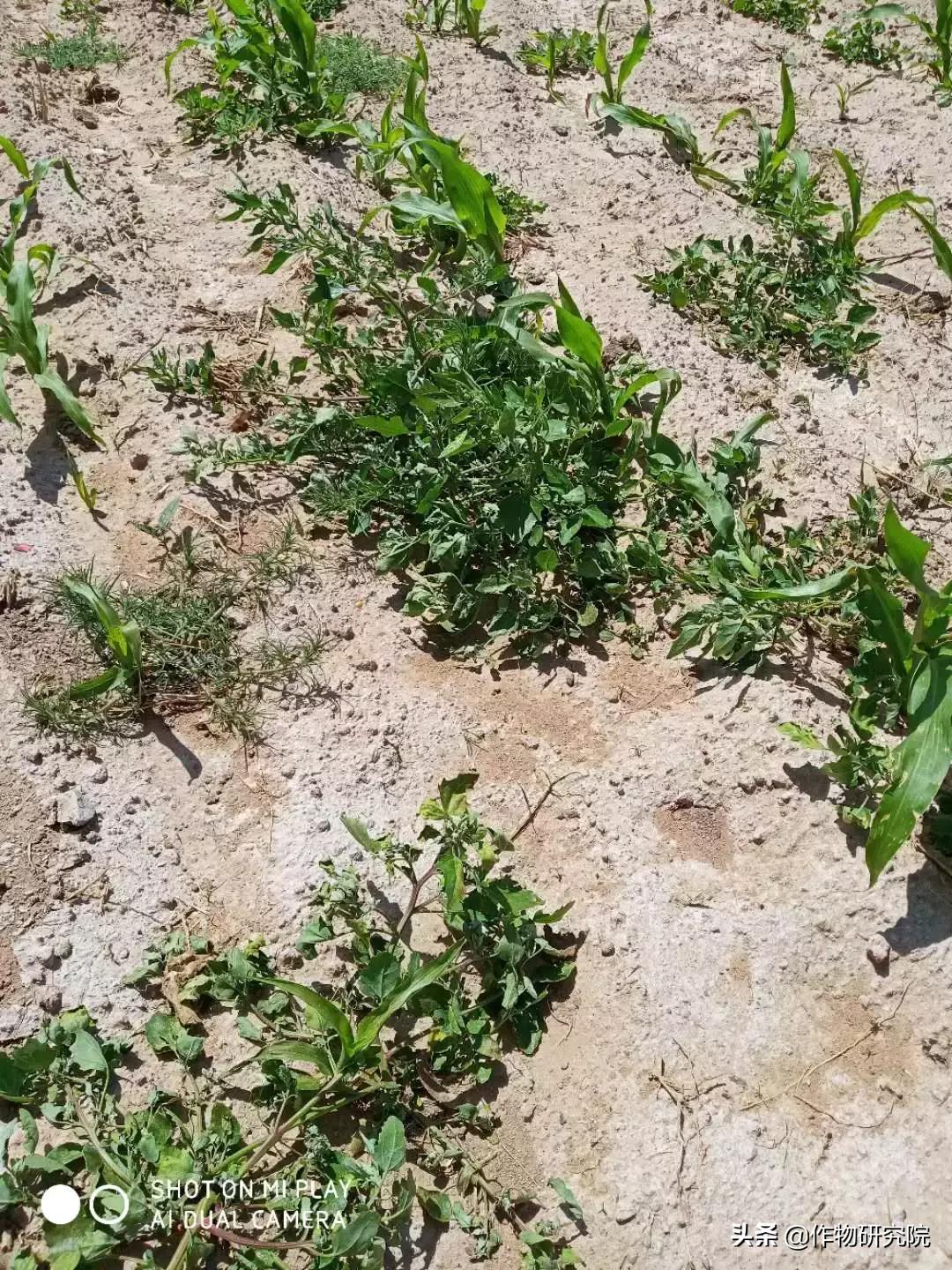 飞防高浓度,飞防7天效果