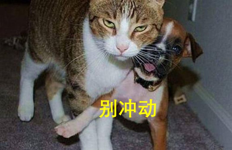 “腐女”逆鳞，被肖战的粉丝们拔掉了