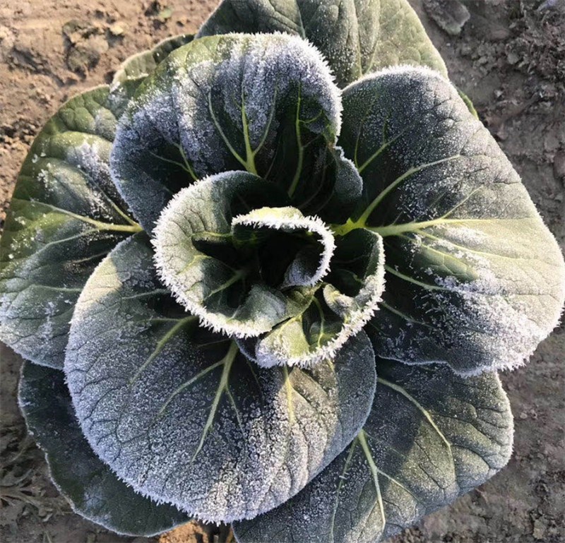 上海青耐寒小青菜鸡毛菜种植时间田间管理技术,分享头条友友们