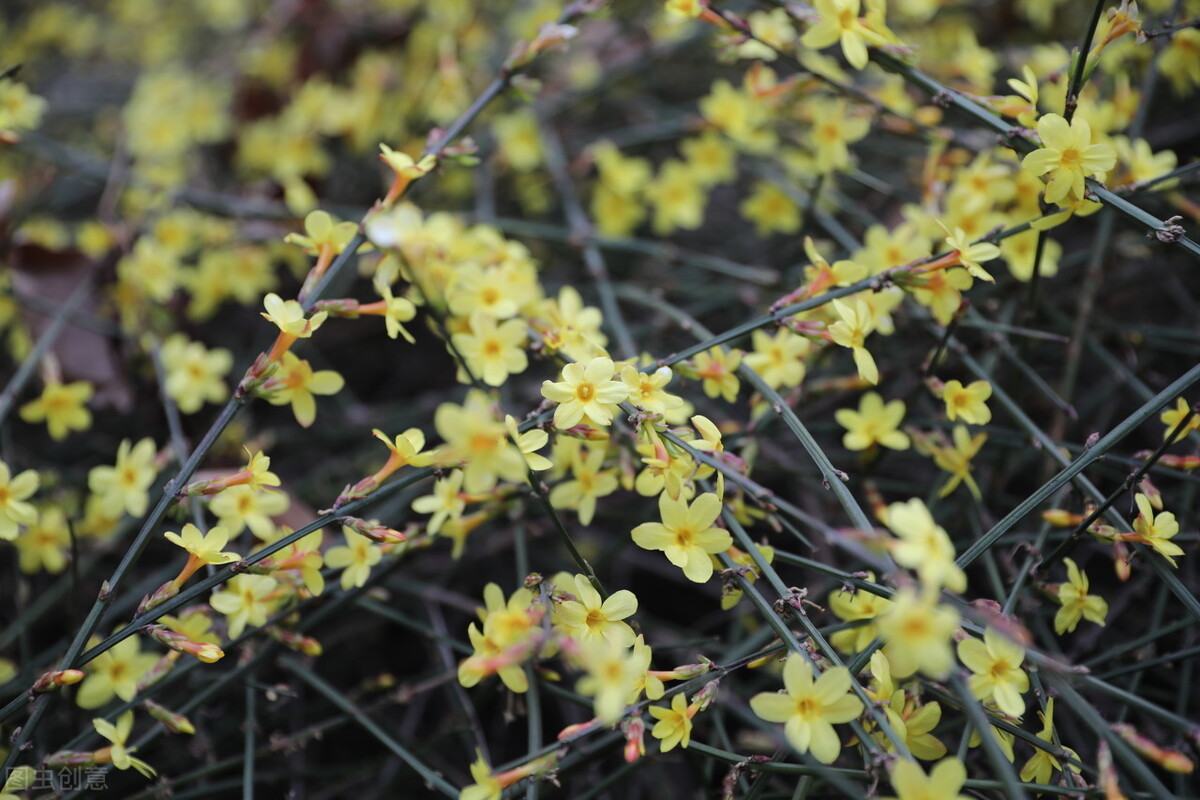 即将开花的十种植物,先长叶后开花的植物