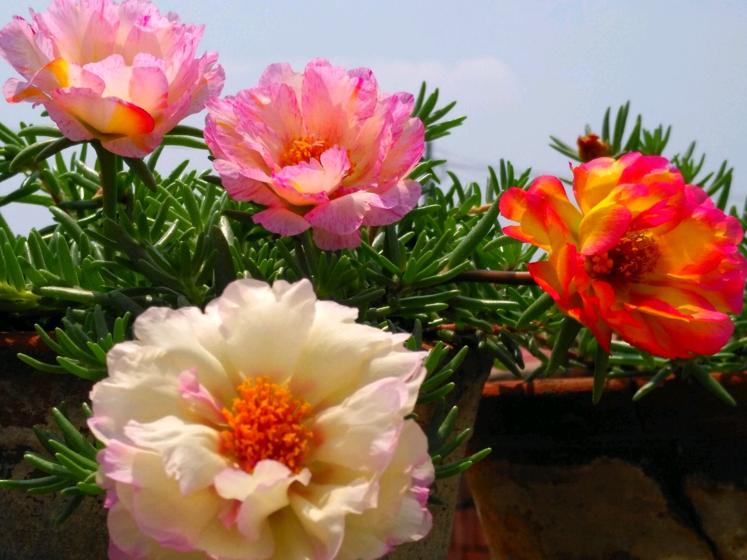 适合9月份养的绿植,四季最好养的10种花