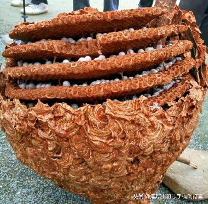 各式蜂巢,各种各样的蜂窝