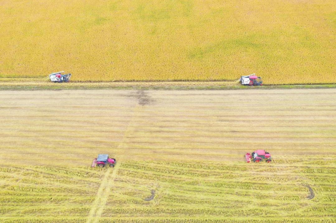 杭州的秋天随处可见都是美景,杭州西溪湿地美成调色盘